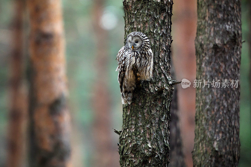 野生的乌拉尔猫头鹰(Strix uralensis)。